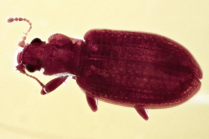 Fossil Fungus Beetle (Latridius) in Baltic Amber #343322